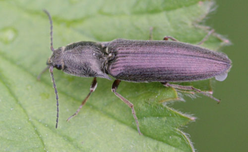 Click beetle adult (wireworm)